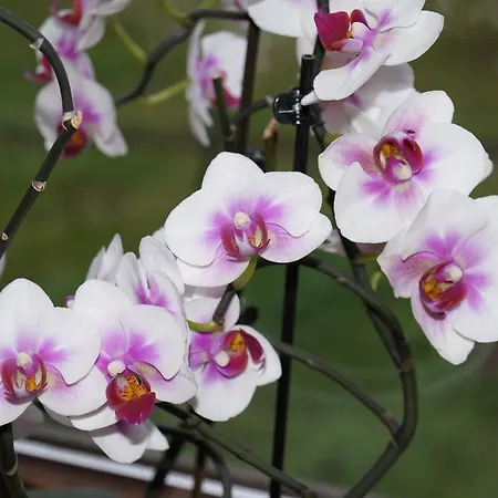 Landgasthof Restaurant Laibach Hotel Bad Berleburg