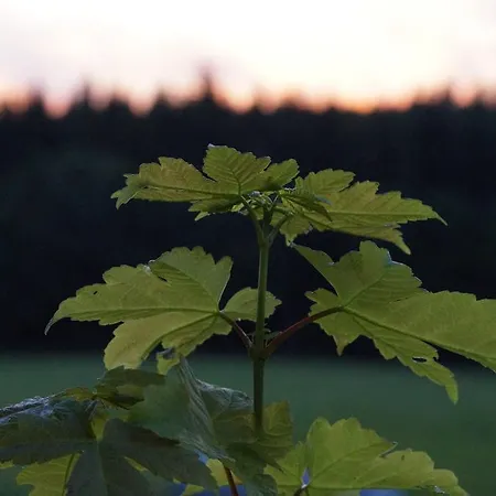 Landgasthof Restaurant Laibach Отель