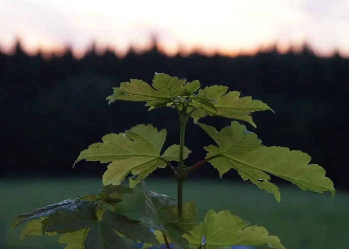 Landgasthof Restaurant Laibach Hotel